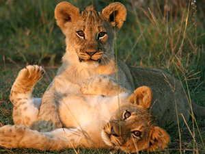 �POR QUE ALGUNOS ANIMALES MATAN A SUS CR�AS?