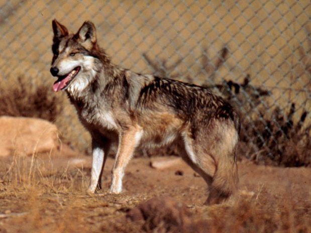 SEMEFO INVESTIGA MUERTES DE LOBOS GRISES EN PELIGRO DE EXTINCI�N