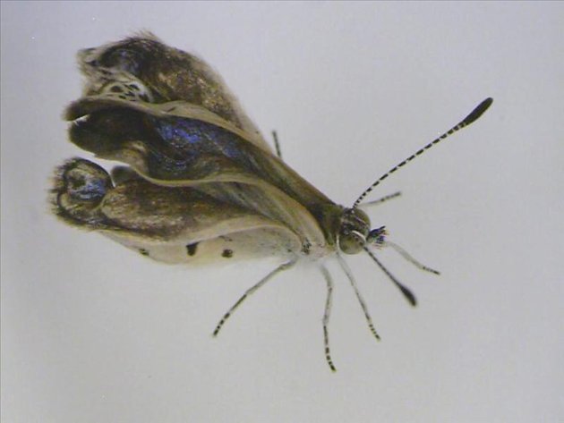 FOTOS: MARIPOSAS MUTANTES POR RADIACI�N DE FUKUSHIMA