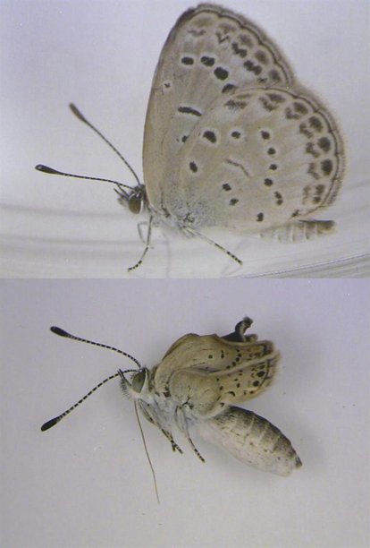 FOTOS: MARIPOSAS MUTANTES POR RADIACI�N DE FUKUSHIMA