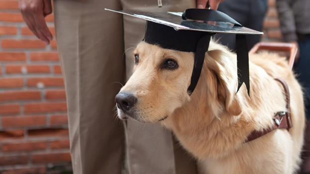 �LAS MASCOTAS DETECTAN FEN�MENOS NATURALES?