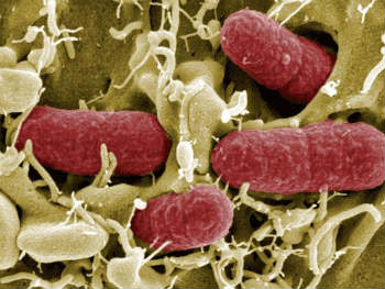 �CU�NTOS MICROBIOS VIVEN EN NUESTRO CUERPO?
