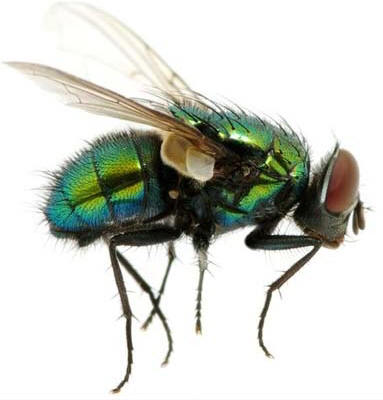 MOSCA INTELIGENTE CUENTA DEL 1 AL 4