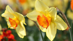 �LAS FLORES SON LAS CLAVES PARA TRATAR LA DEPRESI�N?