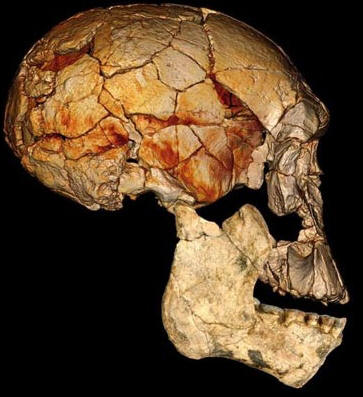 DESCUBREN NUEVA ESPECIE HUMANA EN �FRICA