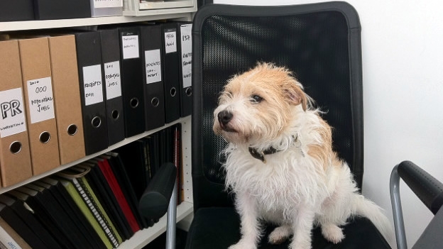 LLEVAR LOS PERROS A LA OFICINA REDUCE EL ESTR�S