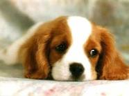 APRENDE A RECONOCER LAS EMOCIONES DE TU MASCOTA
