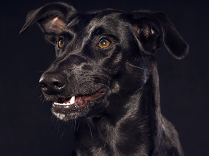 C�MO EVITAR QUE TU MASCOTA SE PIERDA