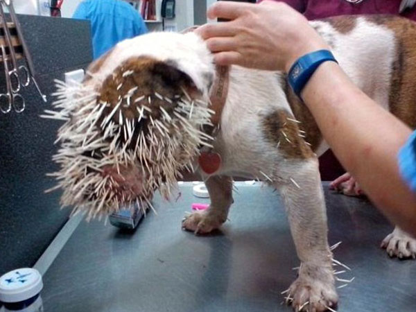 PUERCOESP�N ATAC� A UN PERRO - MIRA C�MO QUED�