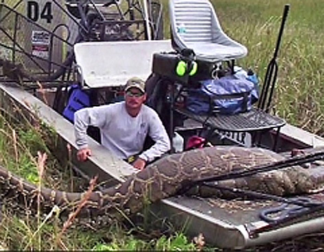 CAZAN EN FLORIDA PIT�N DE SEIS METROS Y 75 KILOS