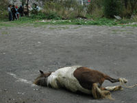 MURI� UN PONY ABANDONADO POR EL CIRCO 'SOLARY'