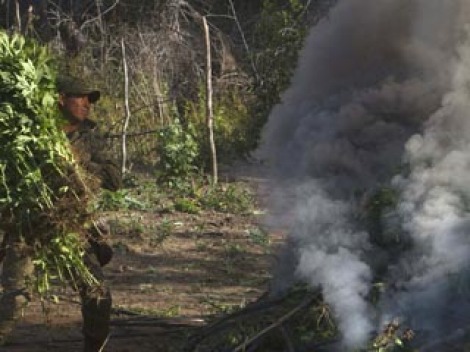 LA SEQU�A AFECTA COSECHA DE MARIGUANA Y AMAPOLA DEL NARCO