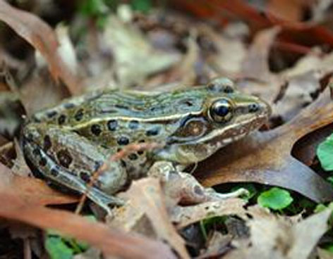APARECE NUEVA ESPECIE DE RANA