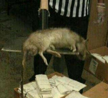FOTOS: RATAS GIGANTES INVADEN NUEVA YORK