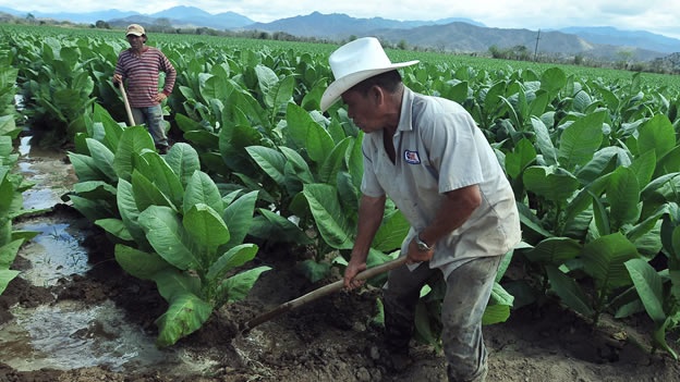 LOS PESTICIDAS COMUNES DA�AN EL CEREBRO DE LOS NI�OS