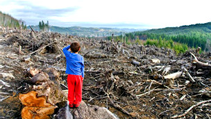�QUI�NES CONTROLAN EL NEGOCIO ILEGAL DE LA TALA DE BOSQUES?