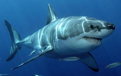 SACRIFICAR�N TIBURONES PARA SEGURIDAD DE LOS BA�ISTAS