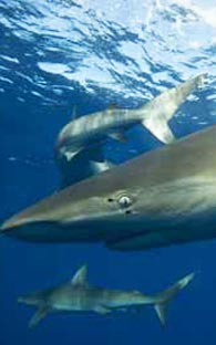 TIBUR�N LE COME EL BRAZO A UN PESCADOR