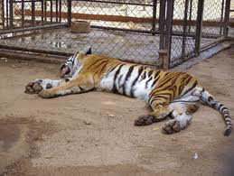 TIGRE ATACA A EMPLEADO DE ZOOL�GICO
