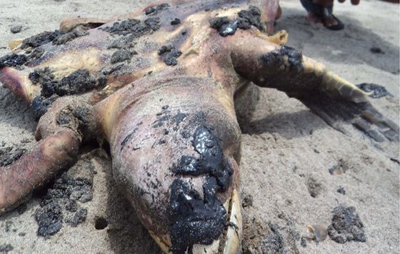 TERRIBLES FOTOS DEL DESASTRE PETROLERO EN OAXACA