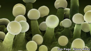 AS� PRODUCE SUS INGREDIENTES PSICOACTIVOS LA MARIHUANA