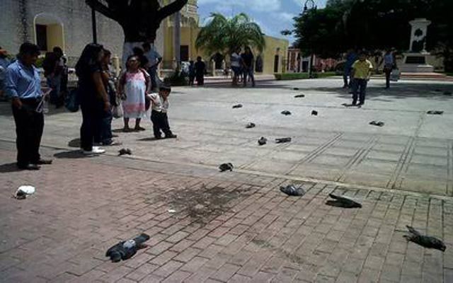Terror! Lluvia de palomas en Mérida - Video