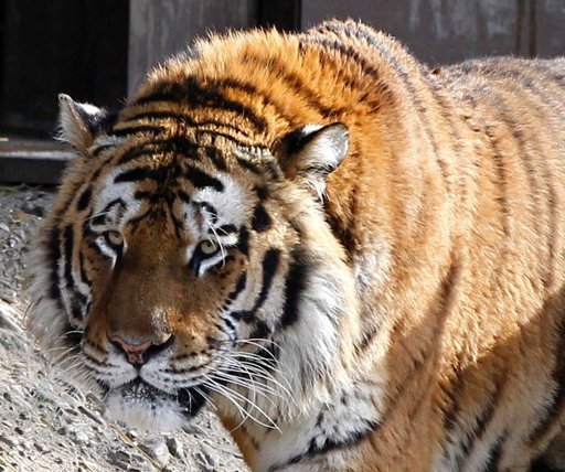 Sacrifican a un tigre que escapó y mató a su cuidadora