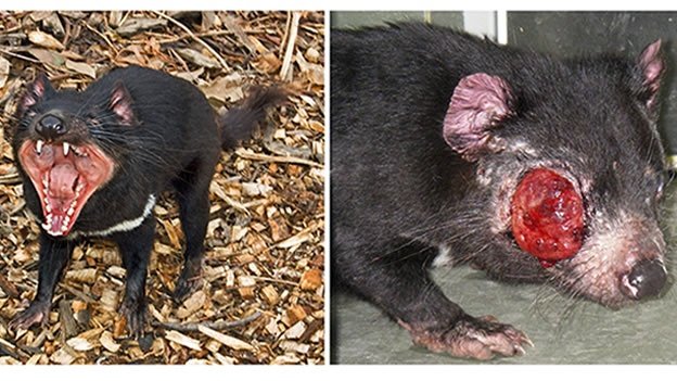 El demonio de Tasmania en peligro de extinción por un cáncer