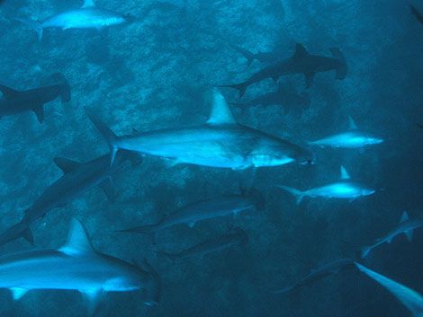 Una mujer quiere engendrar tiburones para comérselos