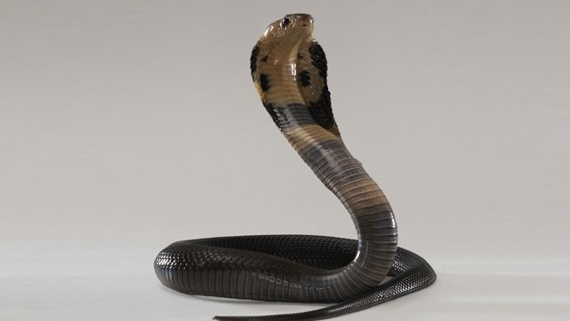 Cobra mordió a un pasajero durante un vuelo a Egipto