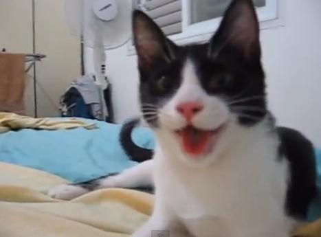 Video: El gato que cree ser perro