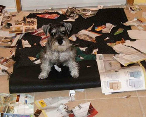 Las cosas que a los perros más les gusta destruir