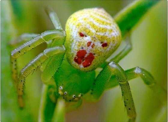 Foto insólita: Extraña araña tiene cara de luchador
