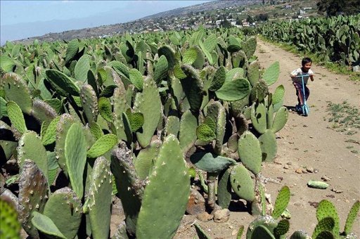Las ventajas de la nueva cerveza hecha con nopal