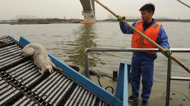 Aparecen 5,916 cerdos muertos en un río de Shangái