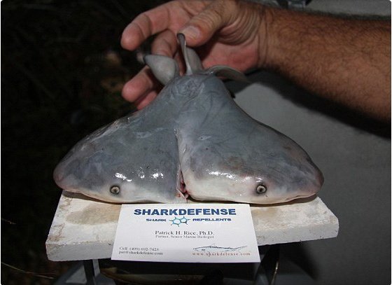 Hallan un tiburón con dos cabezas