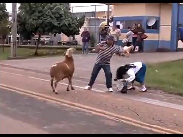 Video: Cabra enloquecida atemoriza pueblo brasilero