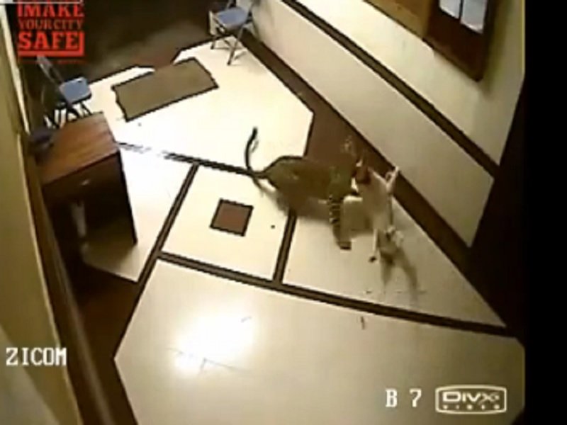 Video: temor por ataque de leopardo dentro de un edificio