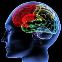 Datos curiosos sobre el cerebro humano