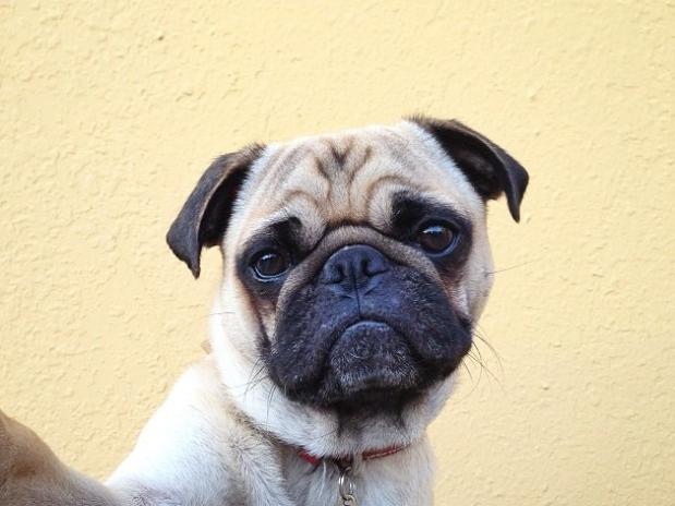 Fotos del perro más fotogénico del mundo