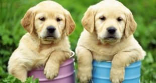 Conoce cuáles son los alimentos más peligrosos para tu perro
