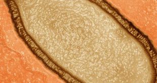Reviven un virus que pasó 30.000 años congelado