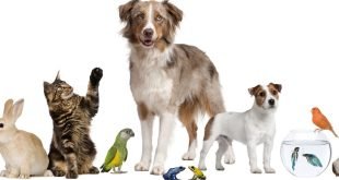 Conoce las enfermedades que puede contagiarte tu mascota