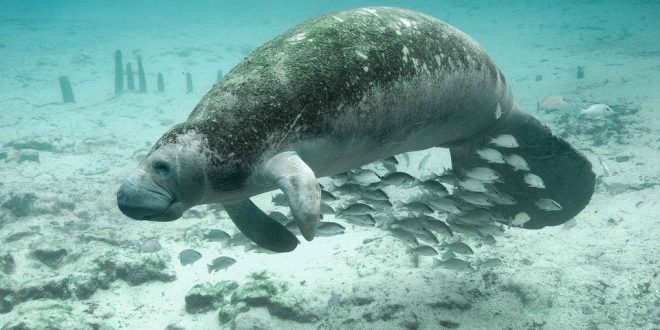 La fantástica experiencia de los Cenotes: algo único e irrepetible en Xcaret