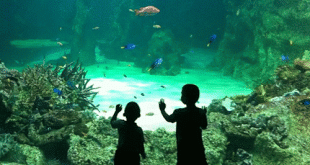 México crea gigantesco parque marino para proteger animales marinos