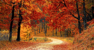 Motivos por los cuales en otoño cambia el color de las hojas de los árboles