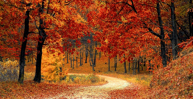 Motivos por los cuales en otoño cambia el color de las hojas de los árboles