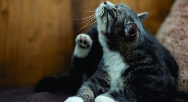 ¿Cómo evitar las garrapatas y pulgas en los gatos?